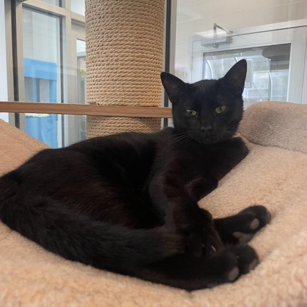 Enlarge Ricki, a Adoptable Domestic Short Hair in New York, NY image 3/4