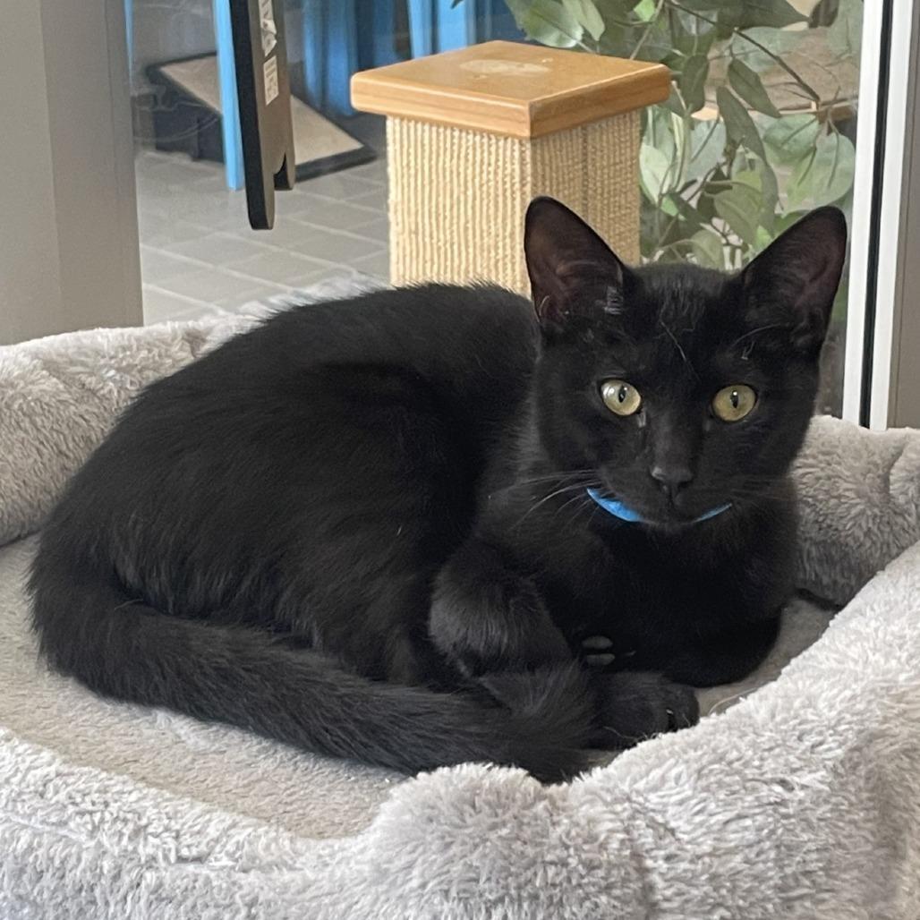 Enlarge Ricki, a Adoptable Domestic Short Hair in New York, NY image 4/4
