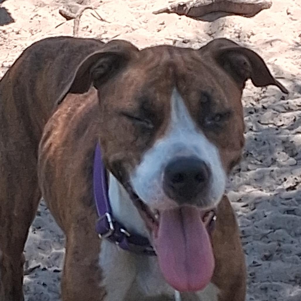 Amazon, Adoptable, Adult Female Mixed Breed.