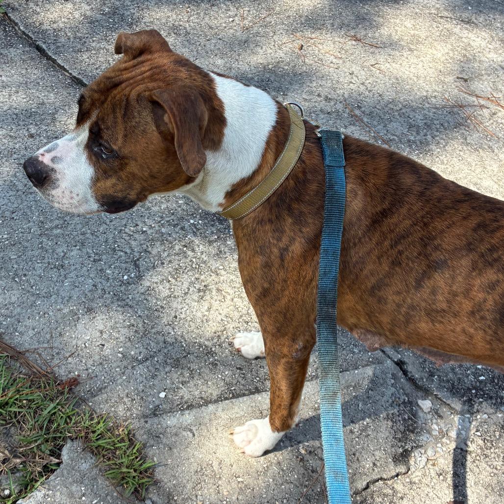 Enlarge Amazon, a Adoptable Mixed Breed in Morriston, FL image 2/6
