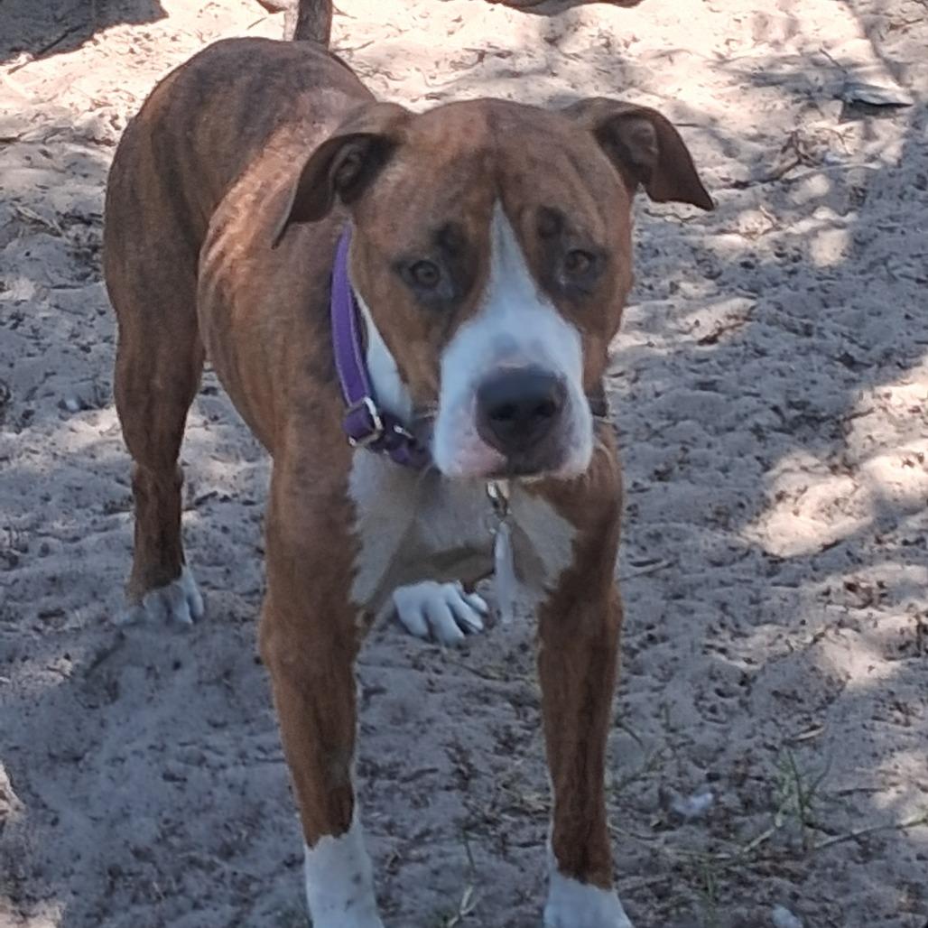 Enlarge Amazon, a Adoptable Mixed Breed in Morriston, FL image 3/6
