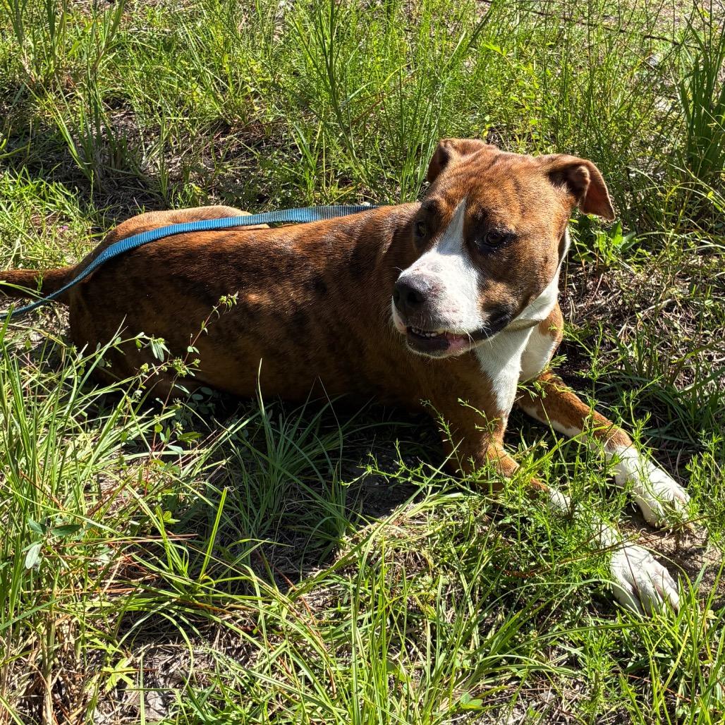 Enlarge Amazon, a Adoptable Mixed Breed in Morriston, FL image 4/6