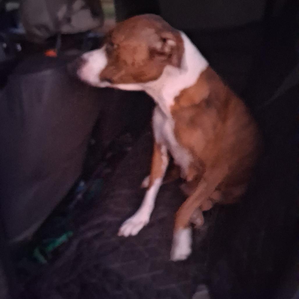 Enlarge Amazon, a Adoptable Mixed Breed in Morriston, FL image 5/6