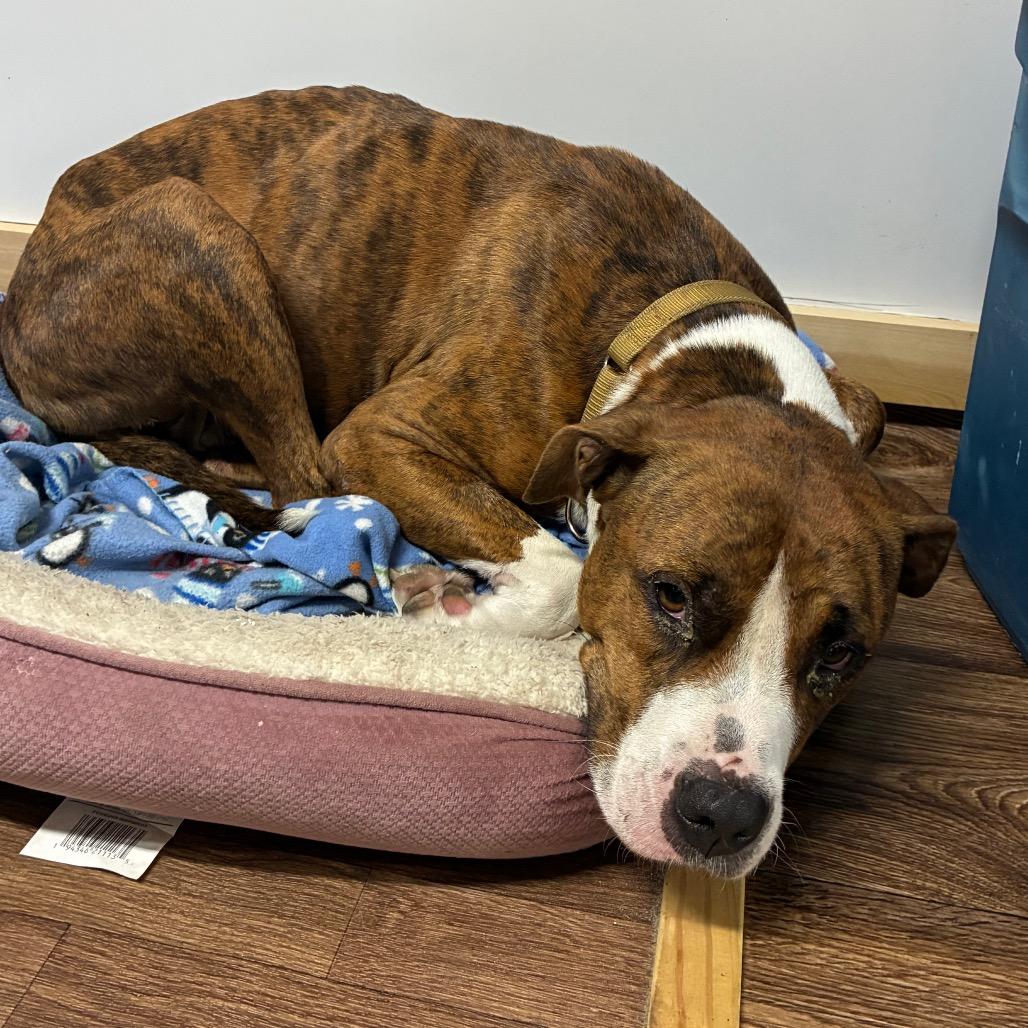 Enlarge Amazon, a Adoptable Mixed Breed in Morriston, FL image 6/6