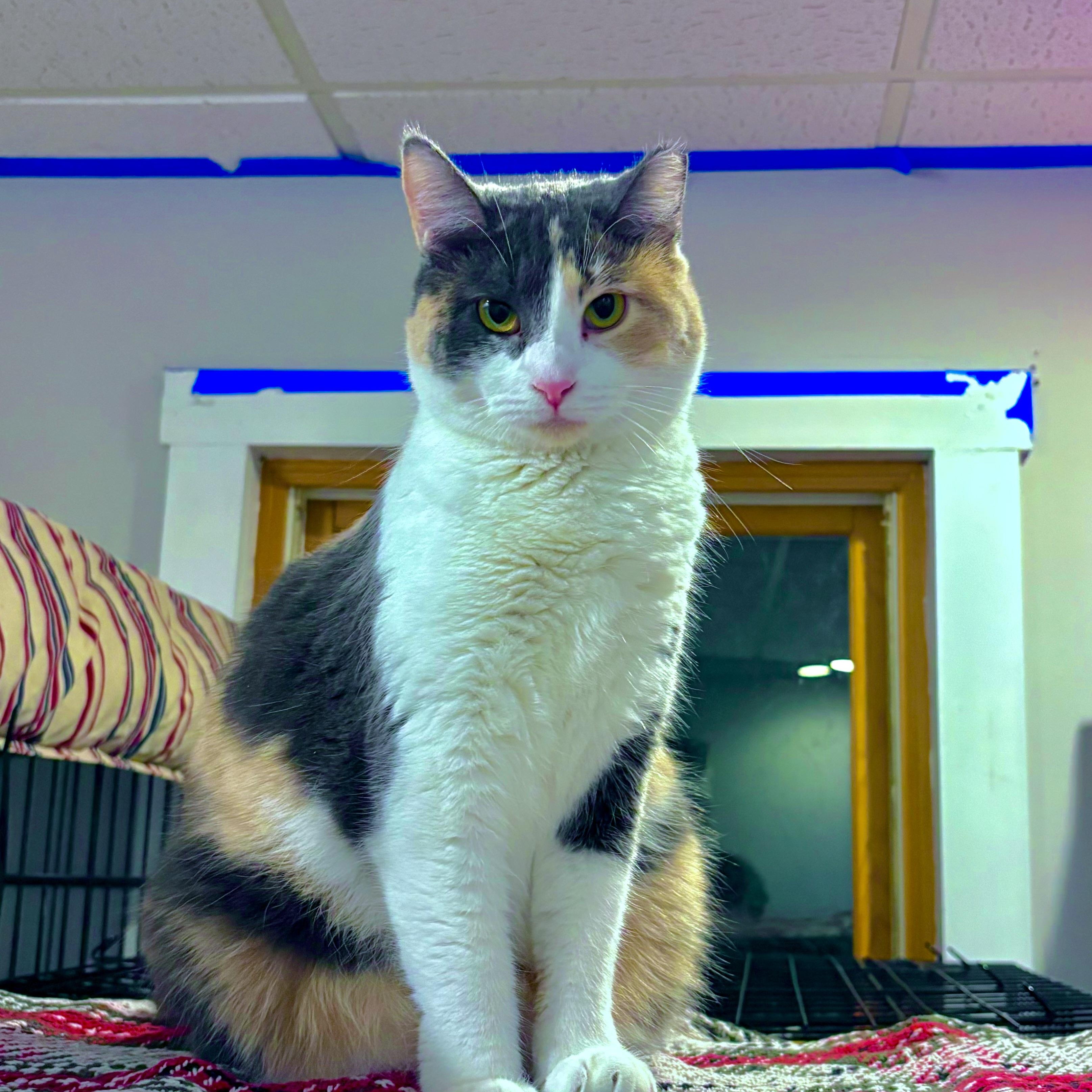 Naz, a ADOPTABLE Calico in Warrenville, IL image 1/5