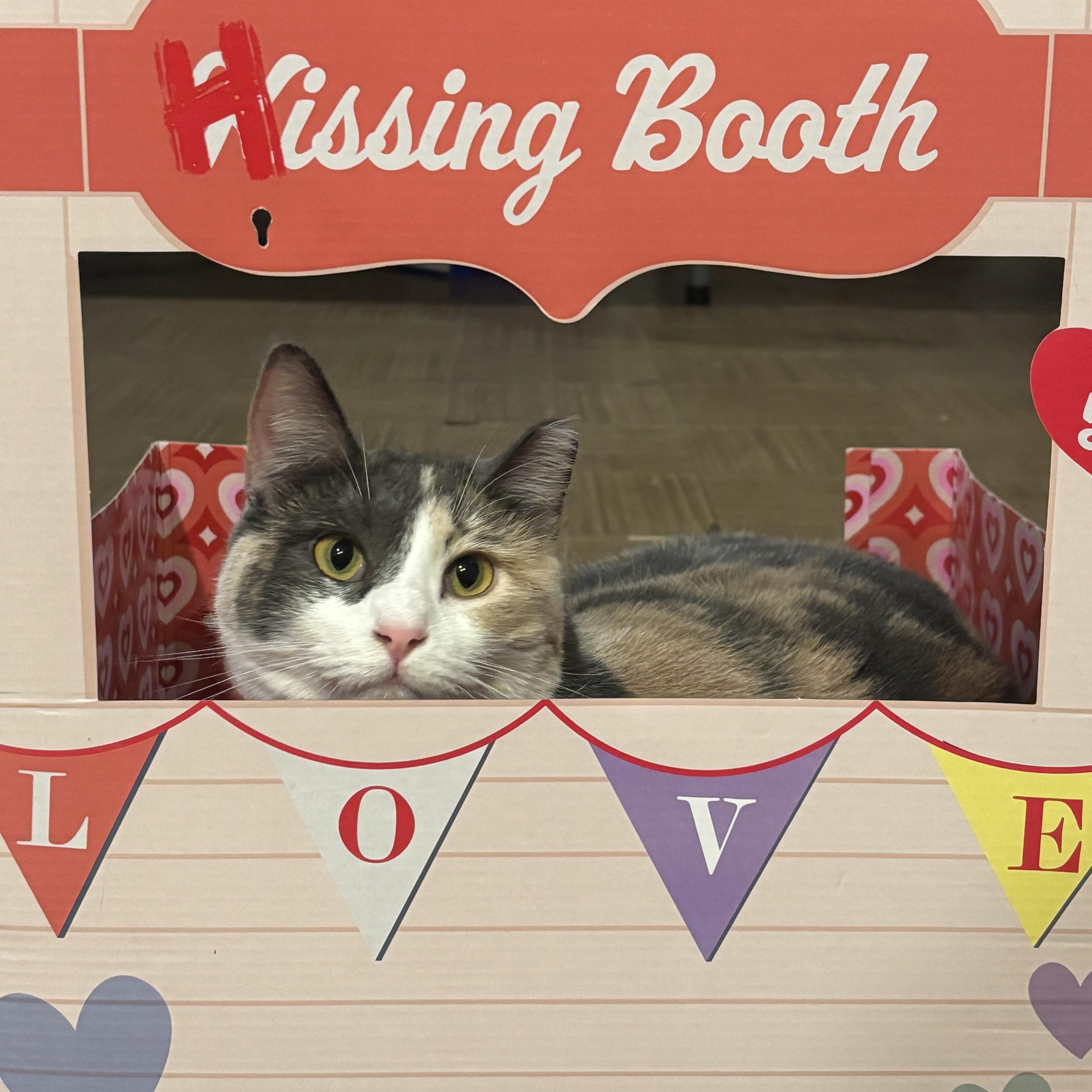 Naz, a ADOPTABLE Calico in Warrenville, IL image 3/5