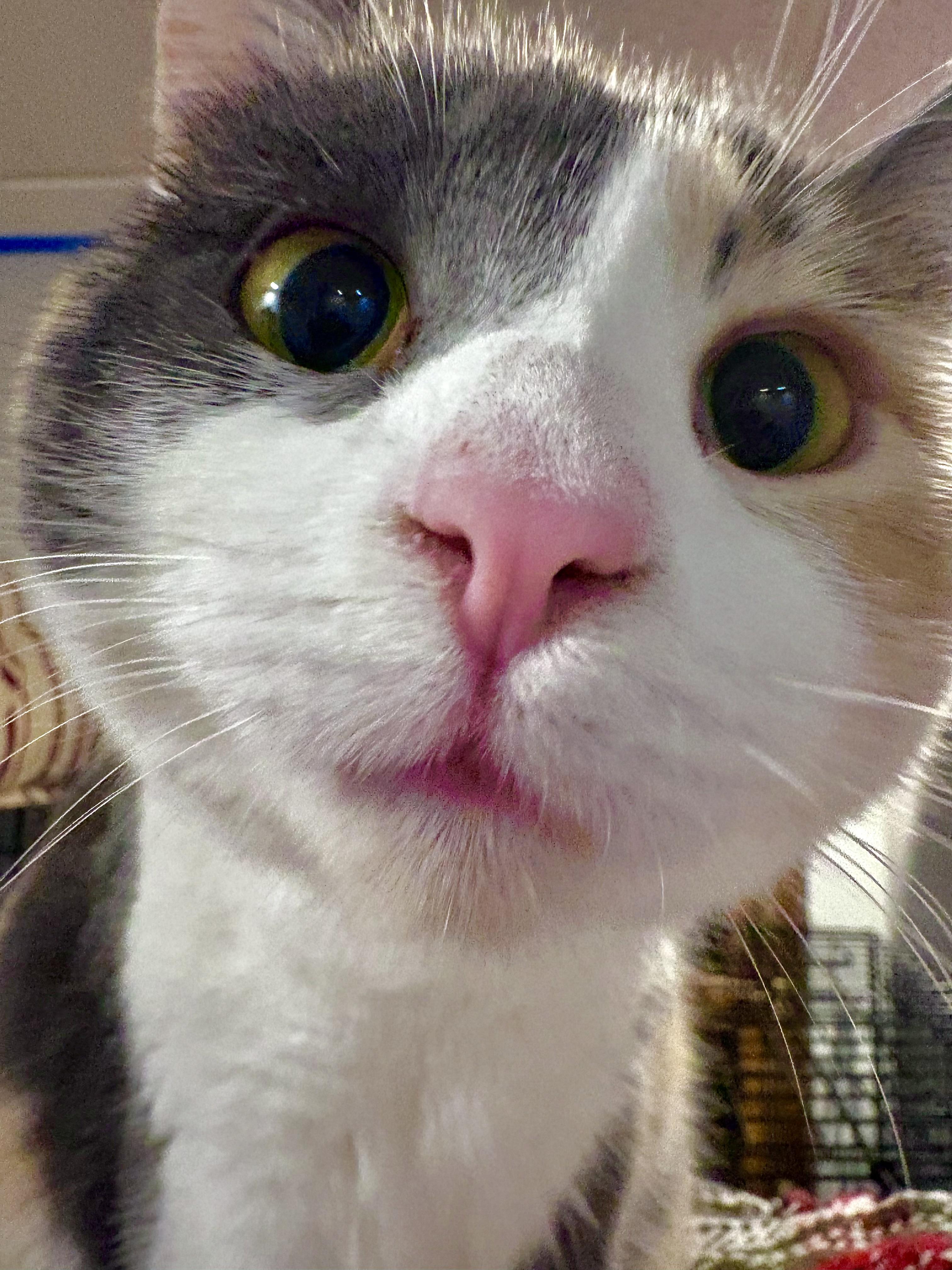 Naz, a ADOPTABLE Calico in Warrenville, IL image 5/5