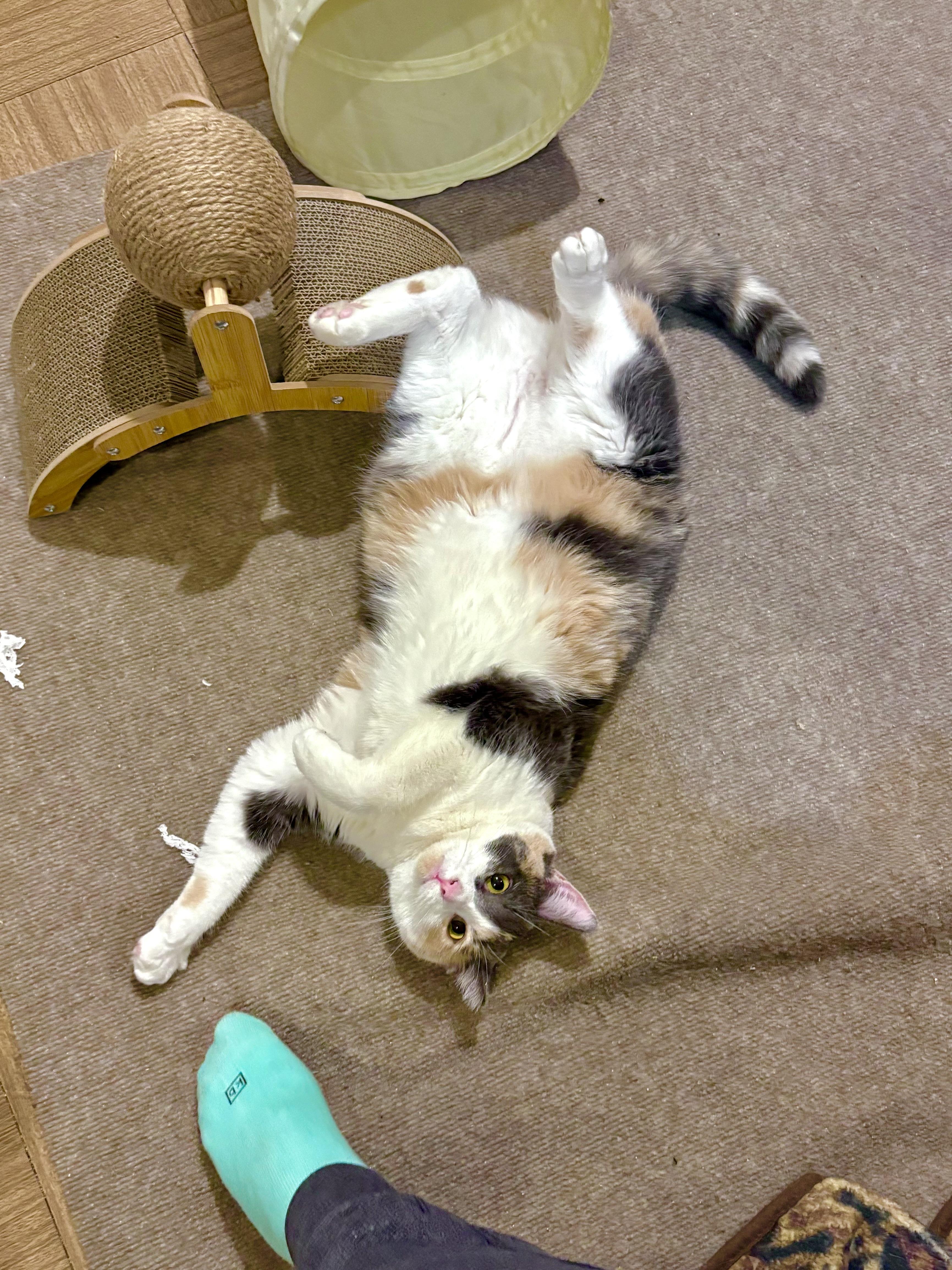 Naz, a ADOPTABLE Calico in Warrenville, IL image 2/5