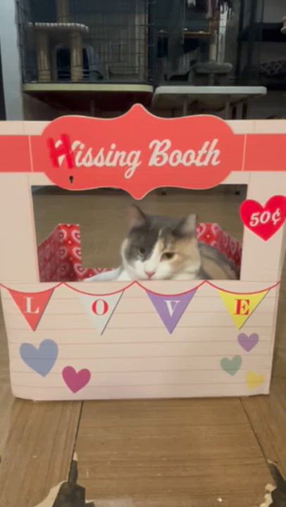 Enlarge Naz, a ADOPTABLE Calico in Warrenville, IL video 4/5