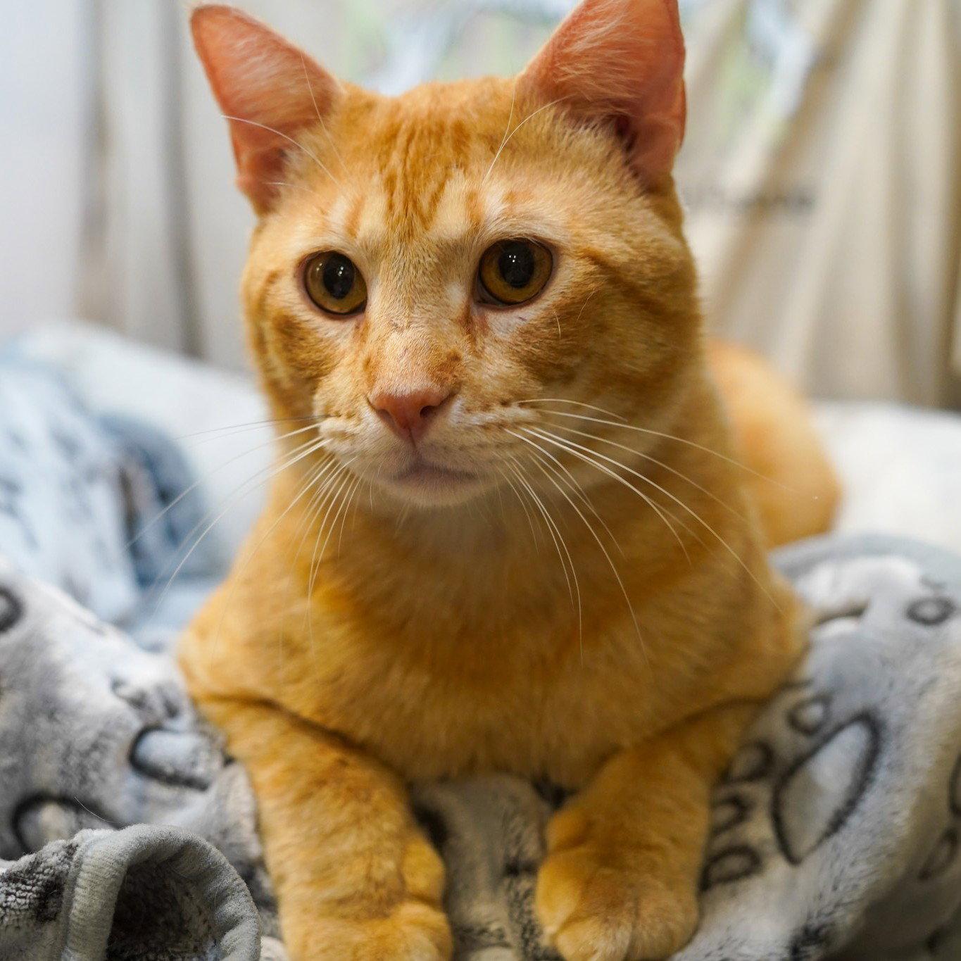Morgan, Adopted, Young Male Tabby.
