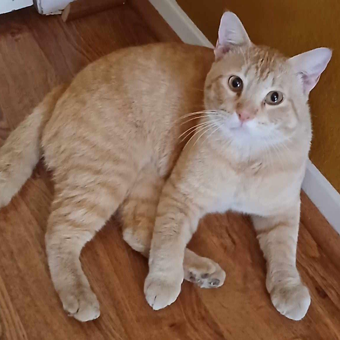 Enlarge Morgan, a Adopted Tabby in Garland, TX image 2/3