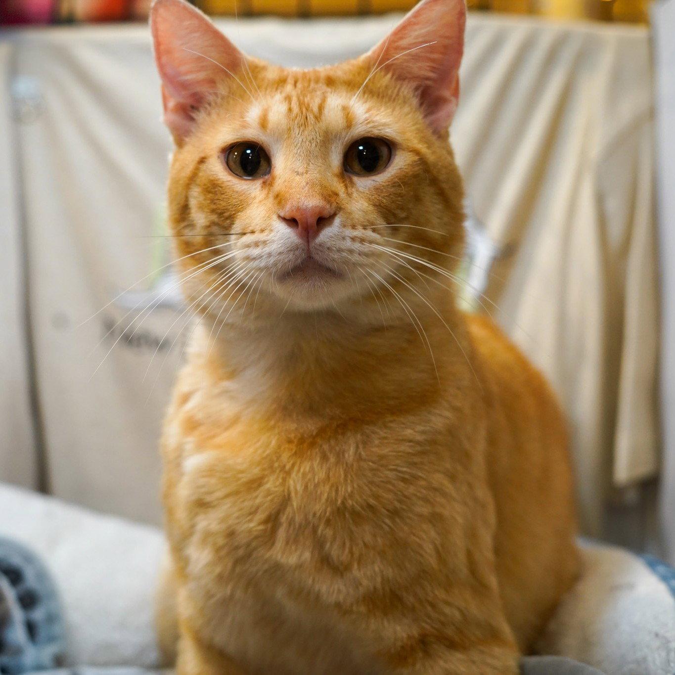 Enlarge Morgan, a Adopted Tabby in Garland, TX image 3/3