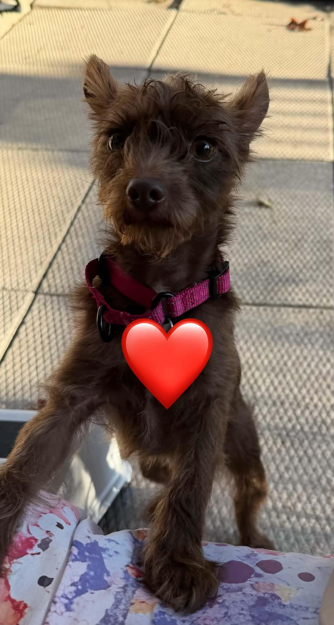 Enlarge Kiara, a Adopted mixed breed in Windsor, ON image 2/4
