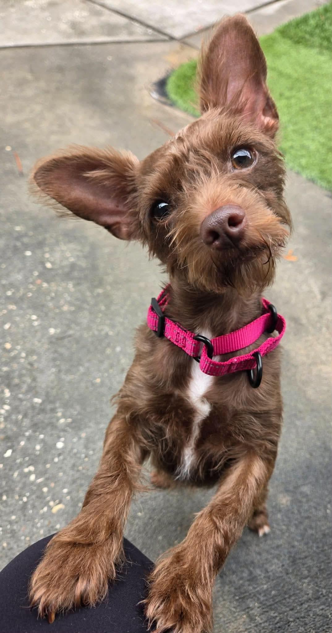 Kiara, Adopted, Adult Female Chihuahua & Shih Tzu.