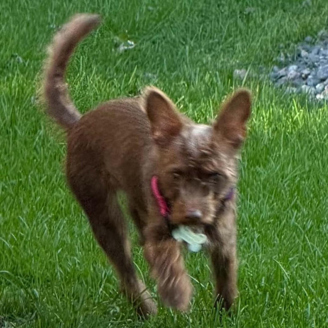 Enlarge Kiara, a Adopted mixed breed in Windsor, ON image 3/4