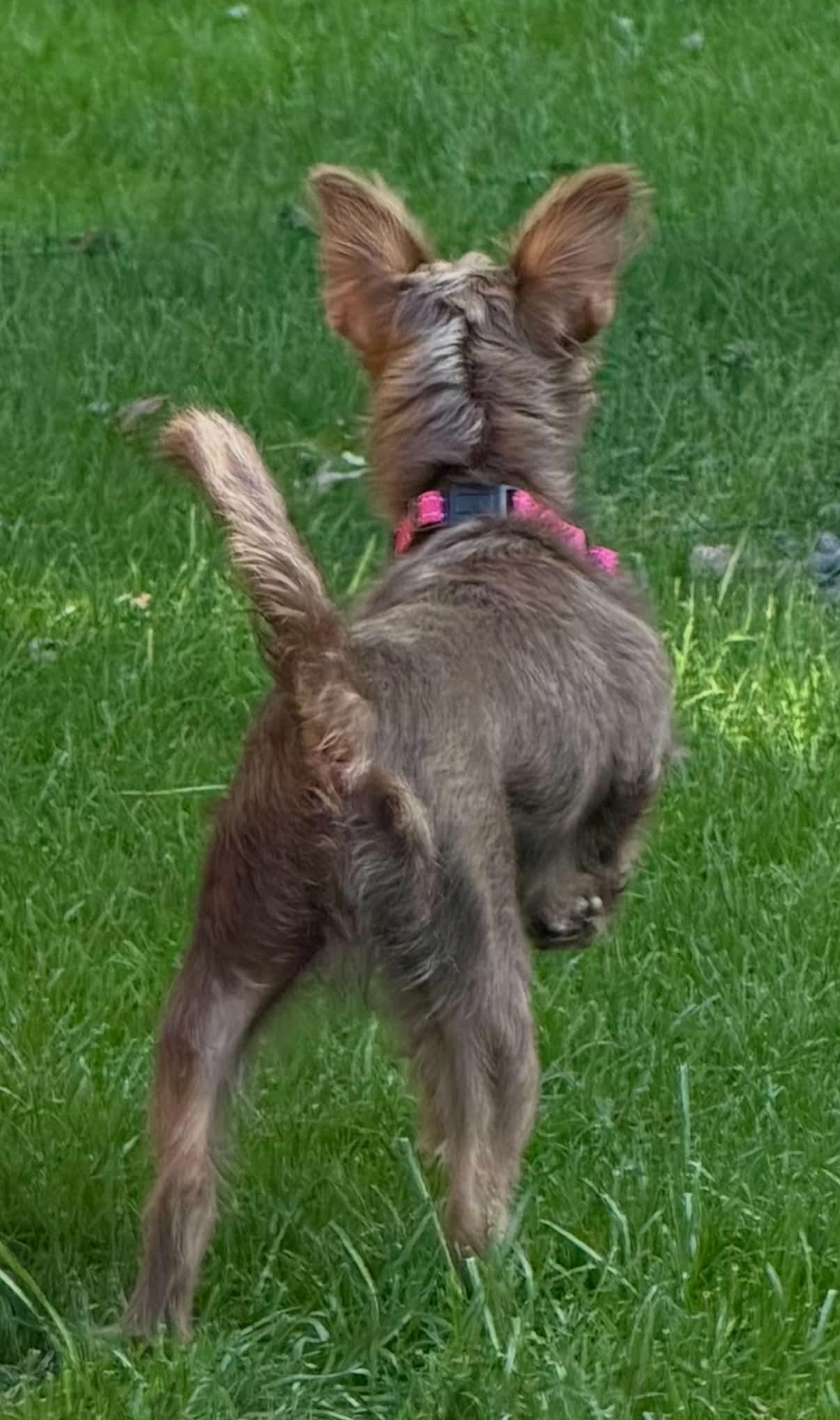 Enlarge Kiara, a Adopted mixed breed in Windsor, ON image 4/4