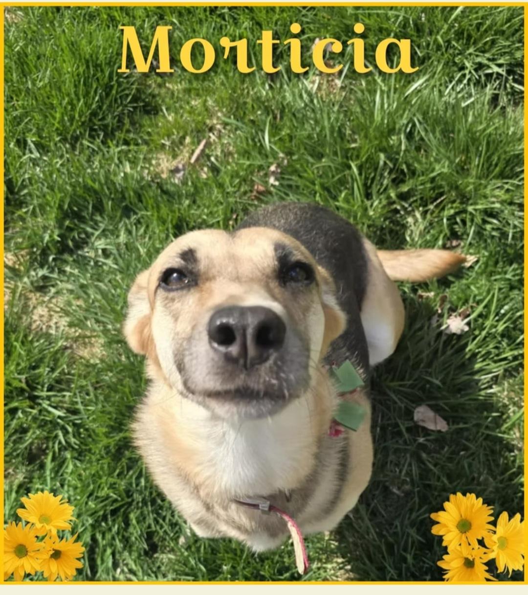 Morticia, a Adoptable mixed breed in Hughesville, MD image 1/2