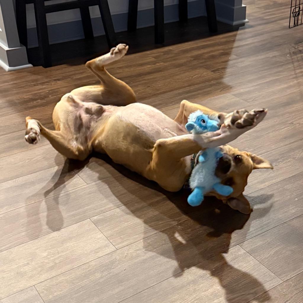 Buddy Boop, Adoptable, Adult Male Pit Bull Terrier & Mixed Breed.