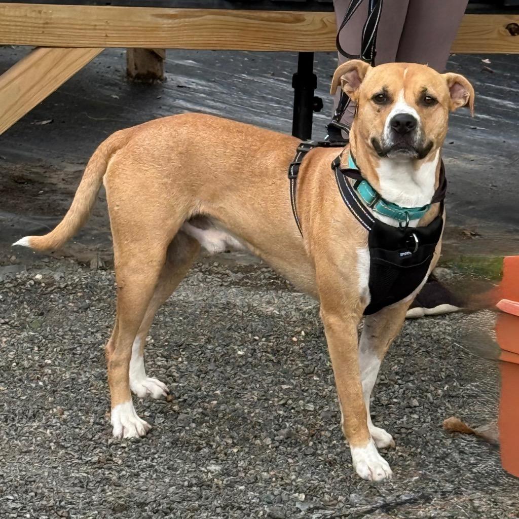Enlarge Buddy Boop, a Adoptable mixed breed in Little Rock, AR image 2/6