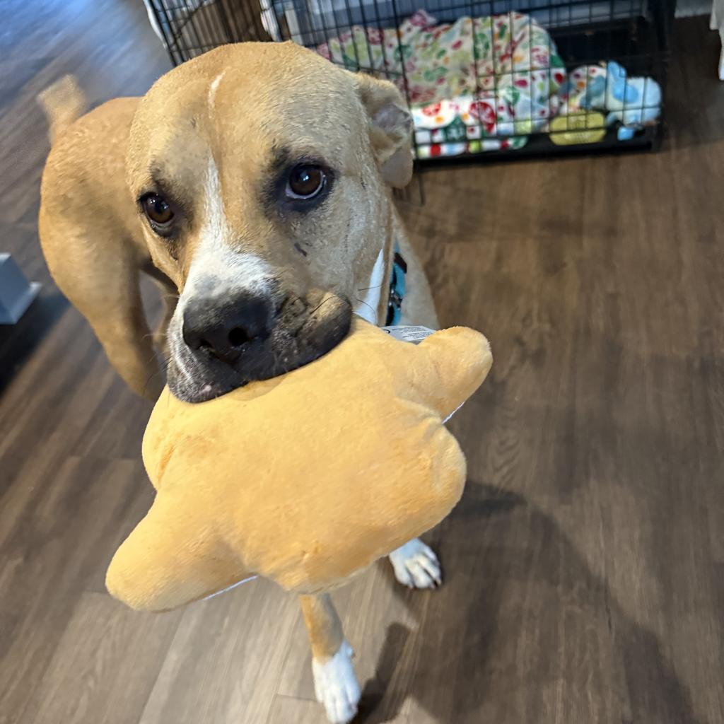 Enlarge Buddy Boop, a Adoptable mixed breed in Little Rock, AR image 3/6