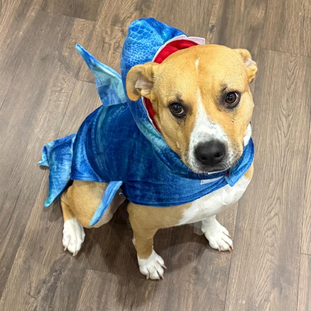 Enlarge Buddy Boop, a Adoptable mixed breed in Little Rock, AR image 4/6