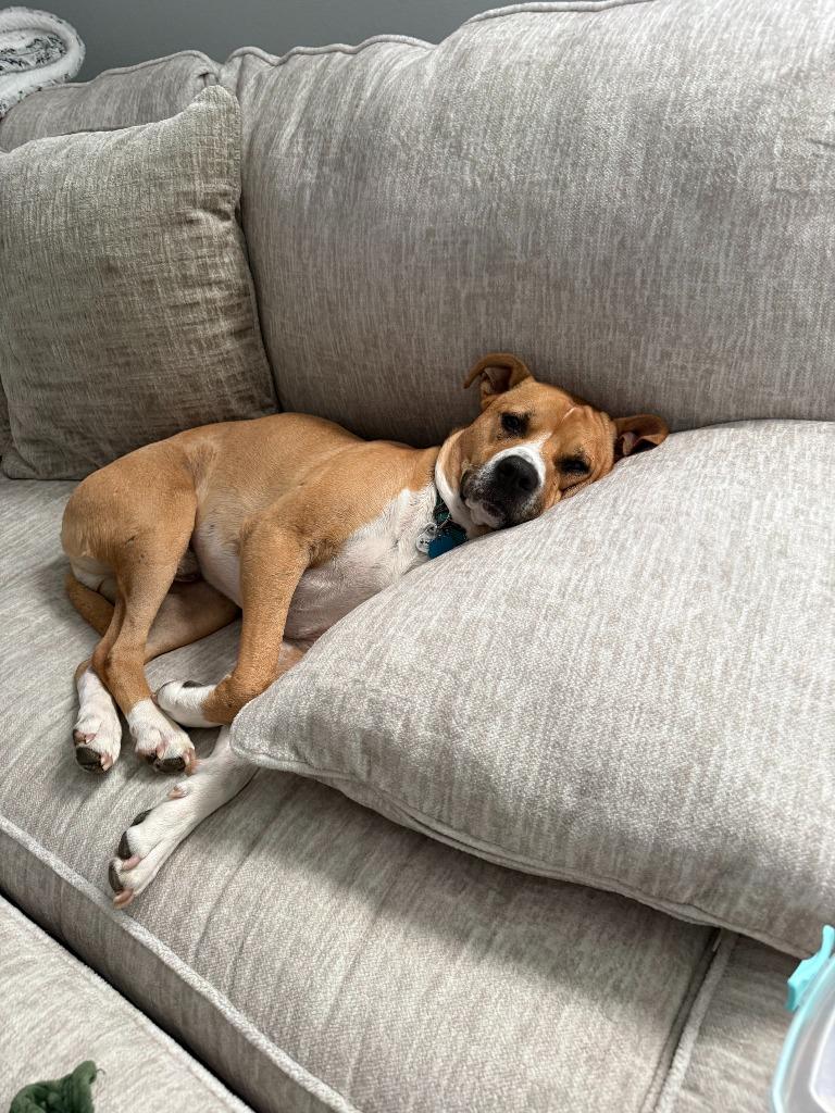 Enlarge Buddy Boop, a Adoptable mixed breed in Little Rock, AR image 4/6