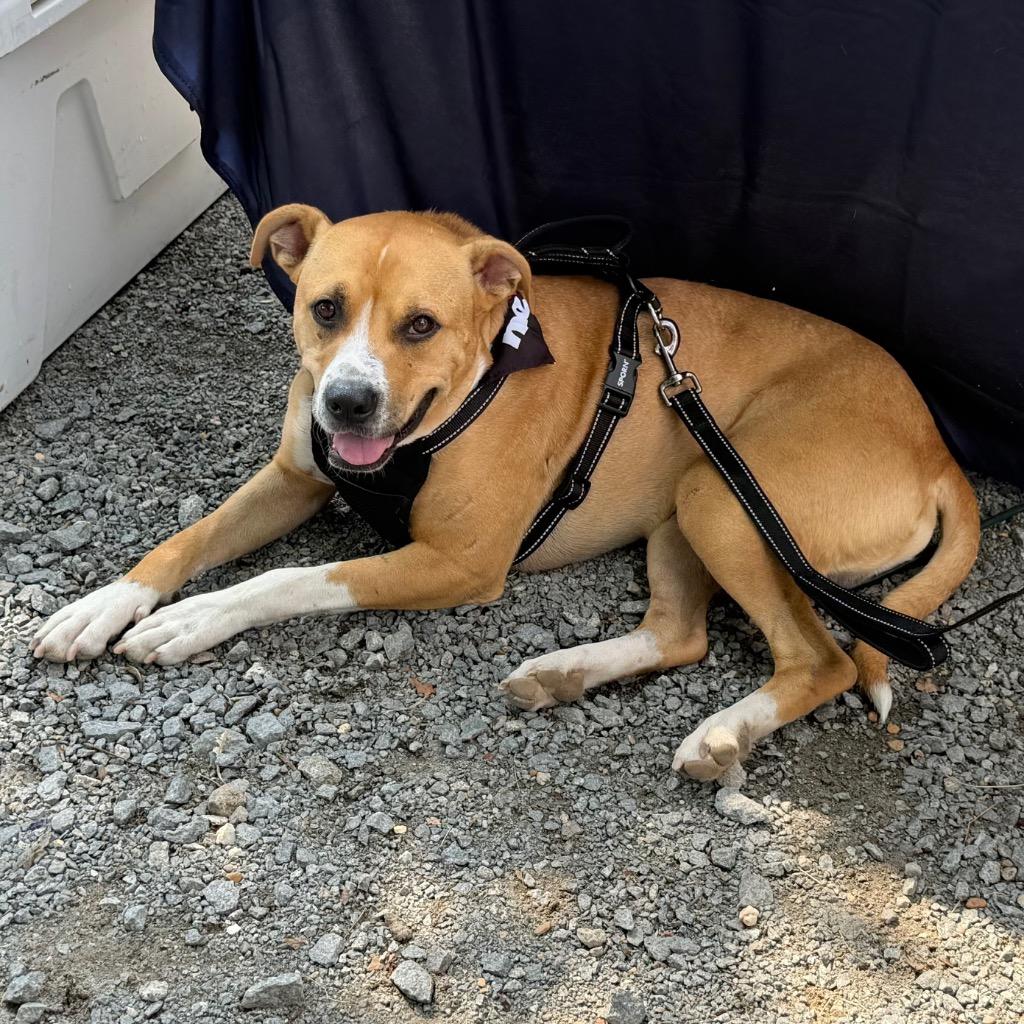 Enlarge Buddy Boop, a Adoptable mixed breed in Little Rock, AR image 5/6