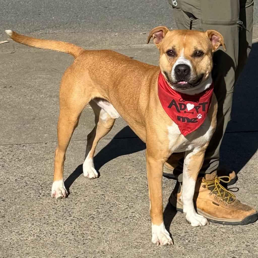 Enlarge Buddy Boop, a Adoptable mixed breed in Little Rock, AR image 5/6