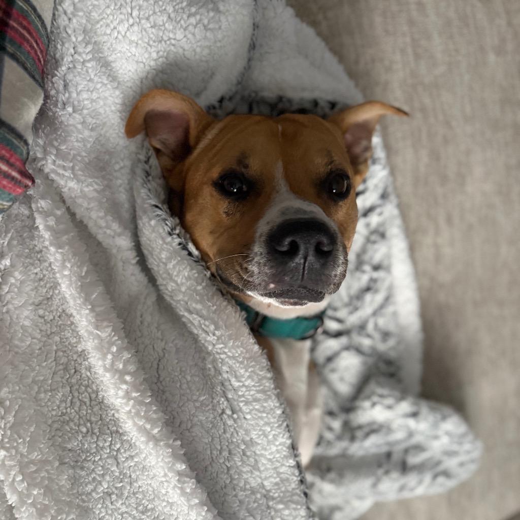 Enlarge Buddy Boop, a Adoptable mixed breed in Little Rock, AR image 6/6