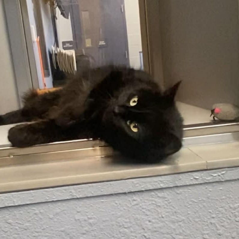 Enlarge Sadie Mae, an adopted Domestic Long Hair in Nevada, MO image 1/1