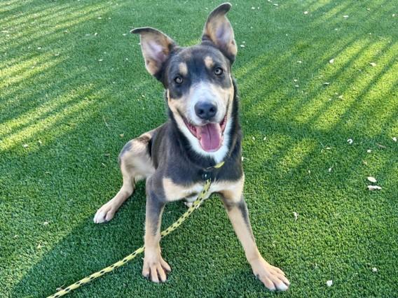 Enlarge MAX, a Adoptable mixed breed in Los Angeles, CA image 1/1