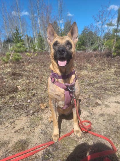 Enlarge Roo Roo, a Adoptable mixed breed in Gwinn, MI image 1/1