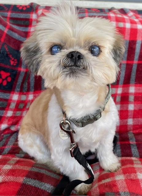 Enlarge Shortstop, a Adoptable Shih Tzu in Memphis, TN image 6/6