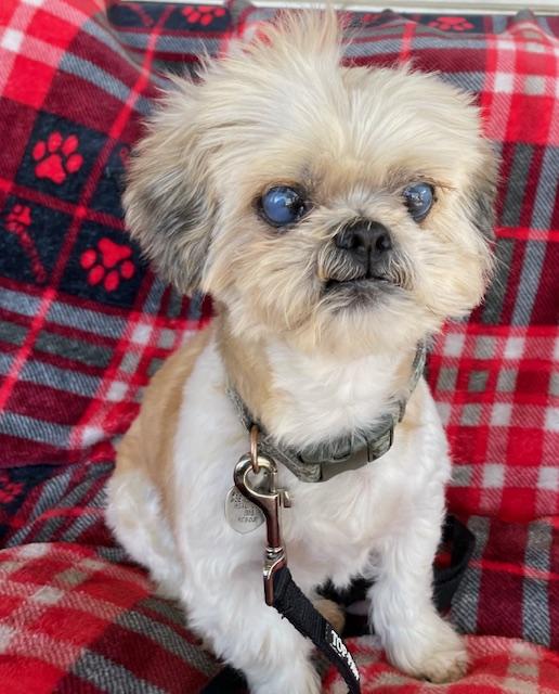 Enlarge Shortstop, a Adoptable Shih Tzu in Memphis, TN image 4/6