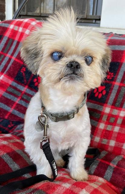 Shortstop, Adoptable, Senior Male Shih Tzu.