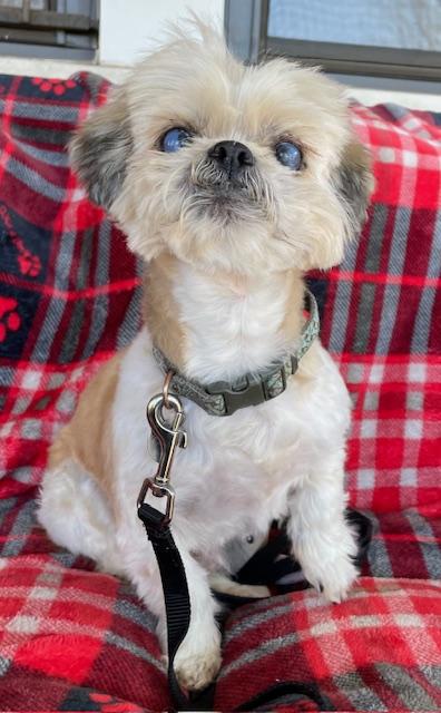 Shortstop, Adoptable, Senior Male Shih Tzu.