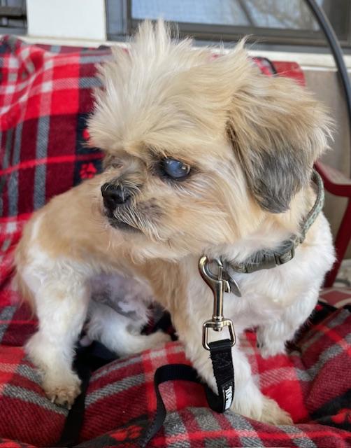 Enlarge Shortstop, a Adoptable Shih Tzu in Memphis, TN image 3/6