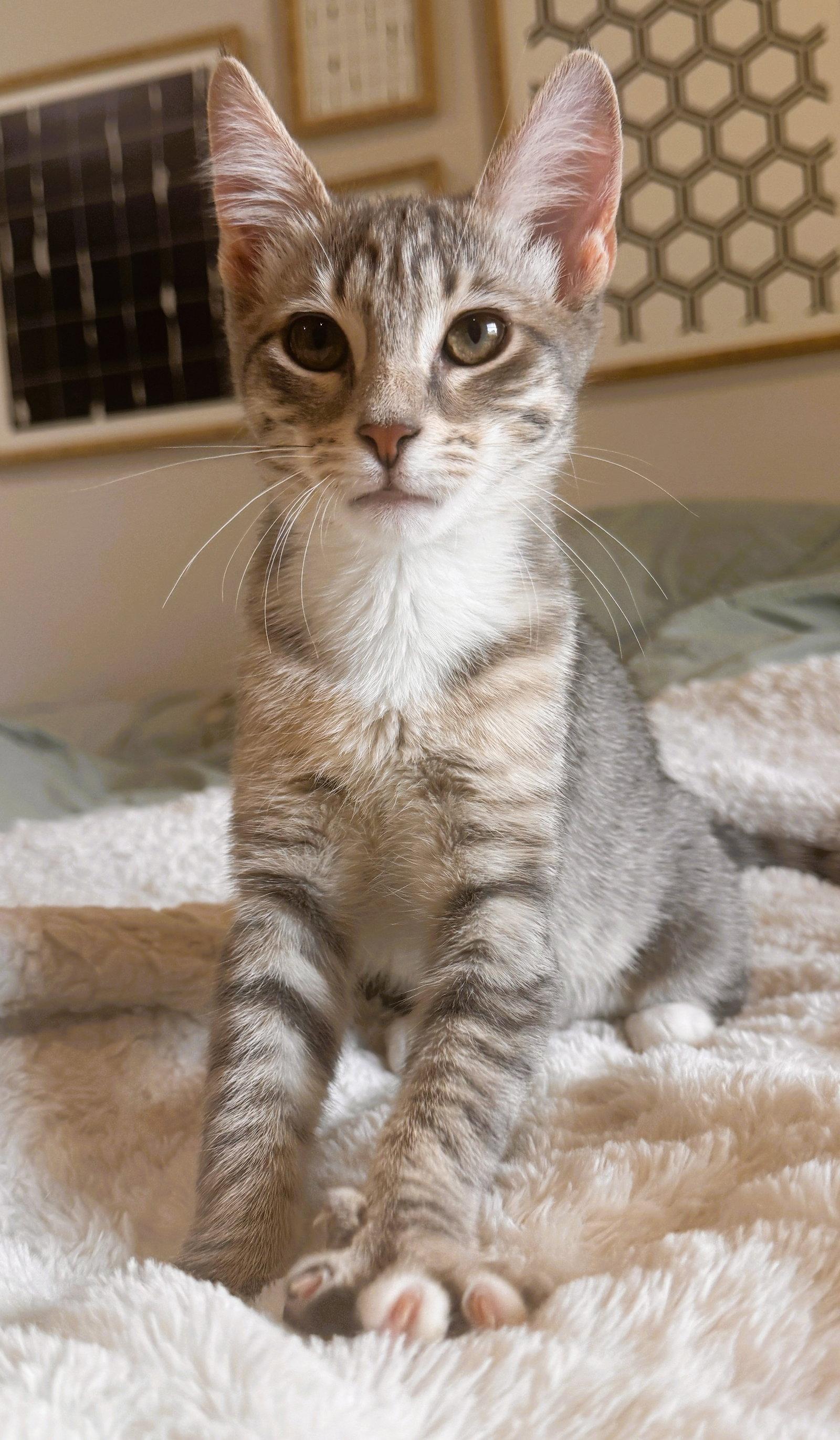 Eliza, a Adoptable mixed breed in Lighthouse Point, FL image 1/3