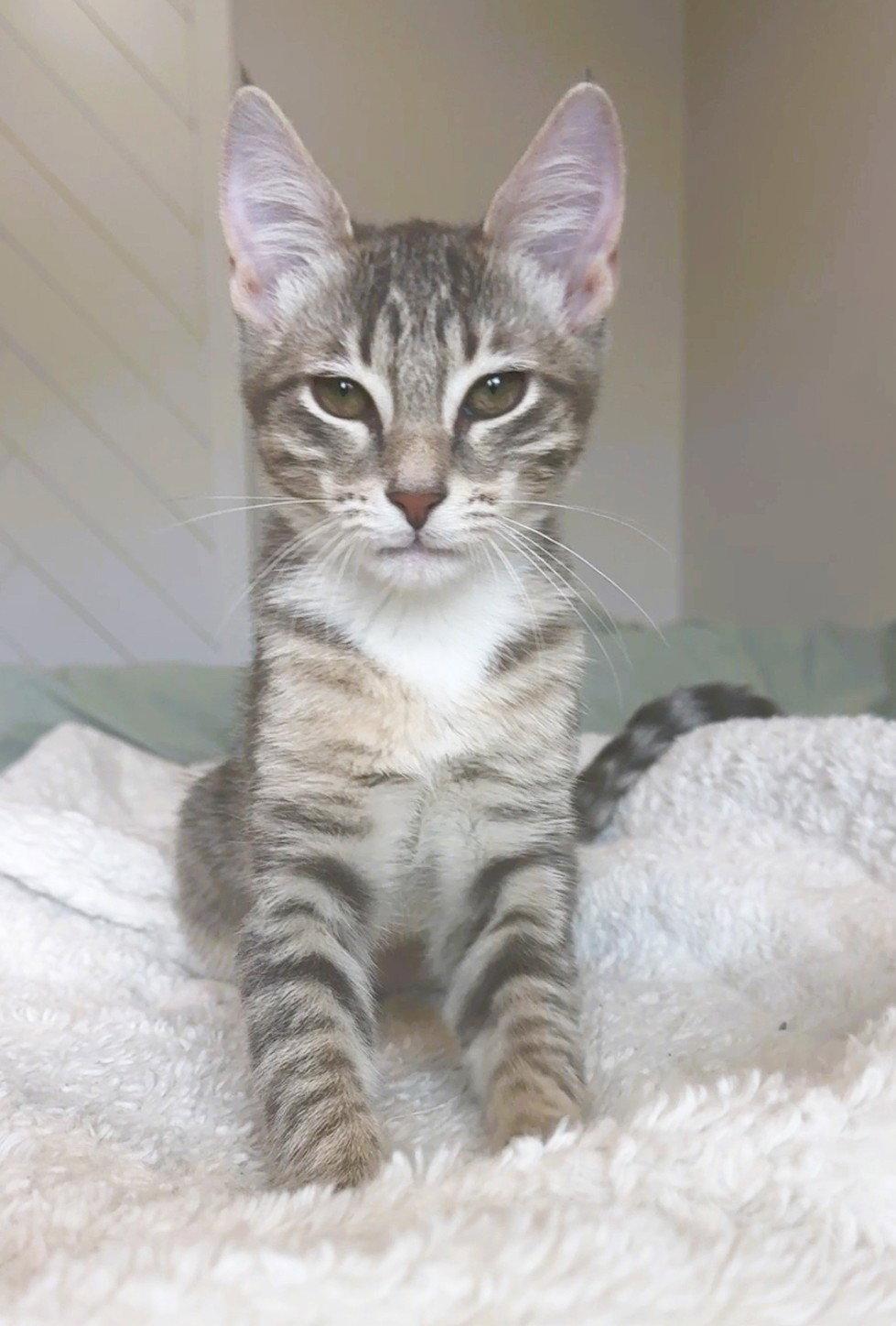 Eliza, a Adoptable mixed breed in Lighthouse Point, FL image 2/3