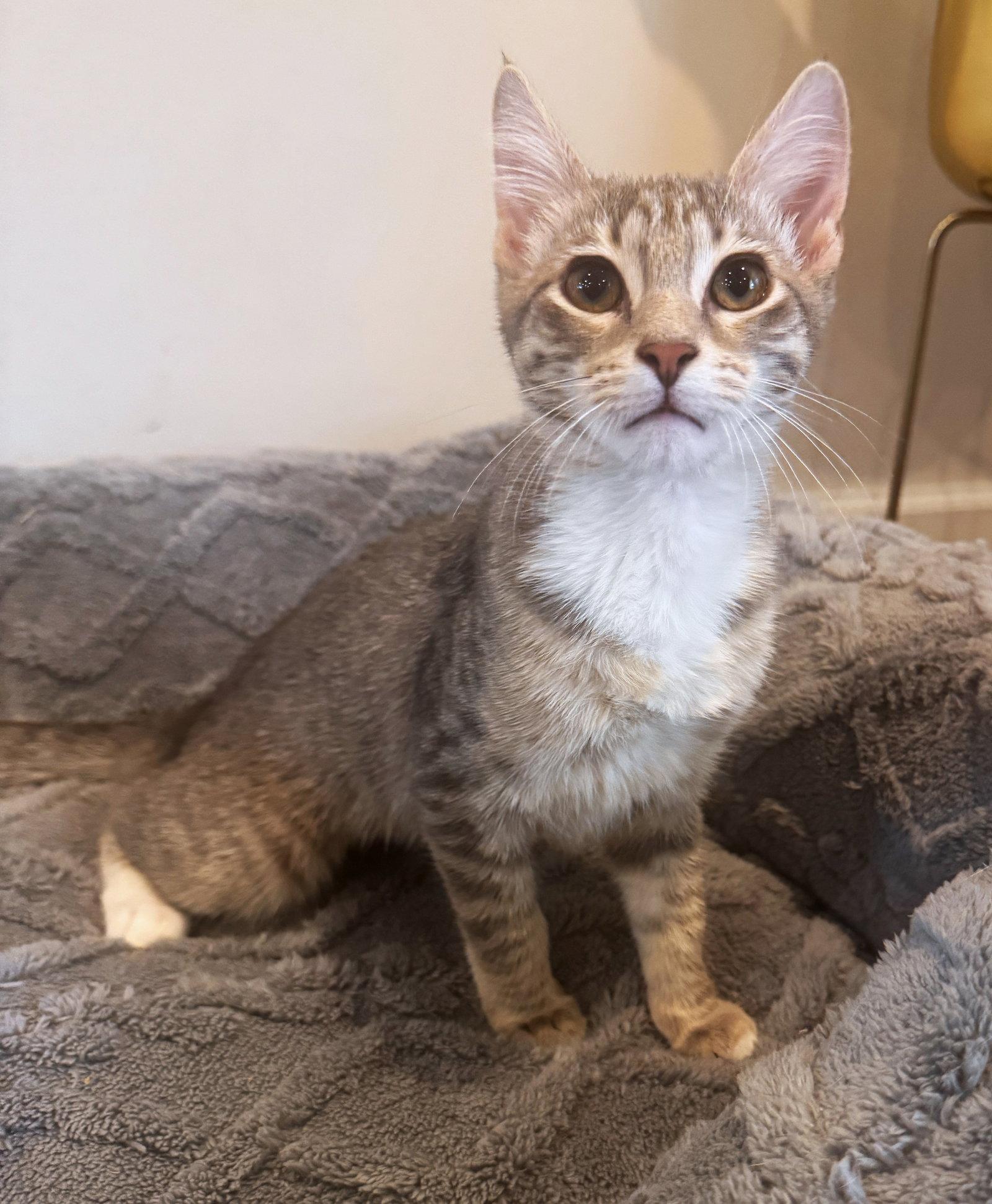 Eliza, a Adoptable mixed breed in Lighthouse Point, FL image 3/3