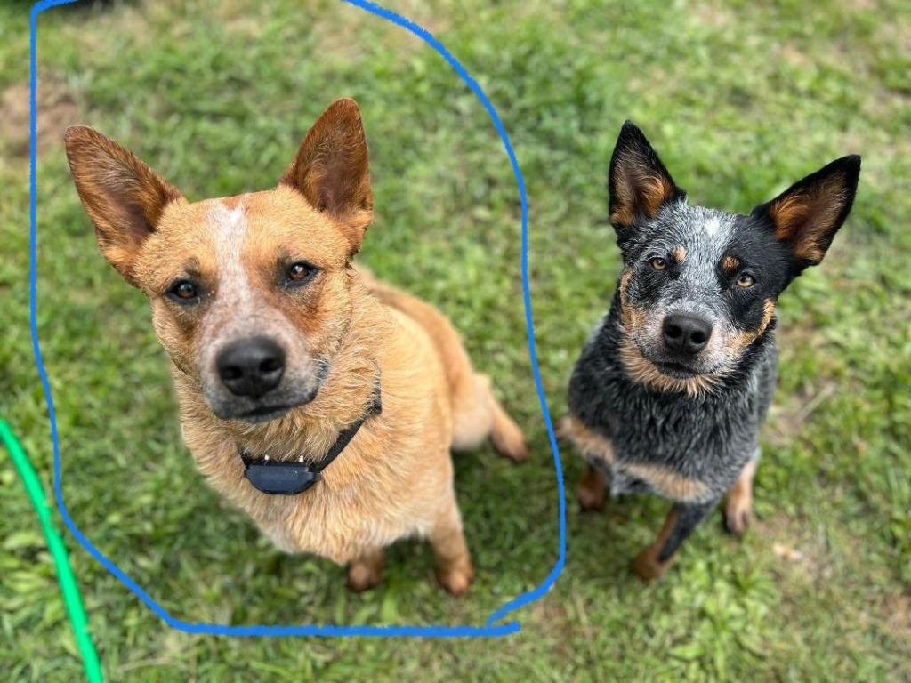 Slim, Adoptable, Adult Male Australian Cattle Dog / Blue Heeler.