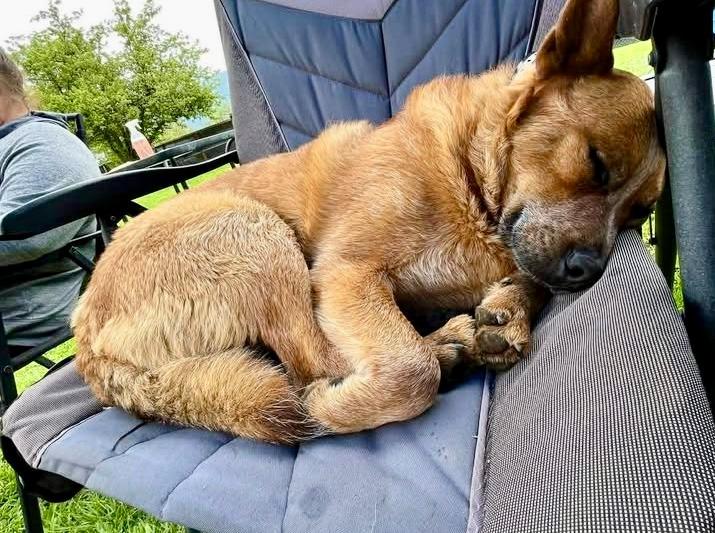 Enlarge Slim, a Adoptable Australian Cattle Dog / Blue Heeler in Thompson Falls, MT image 3/4