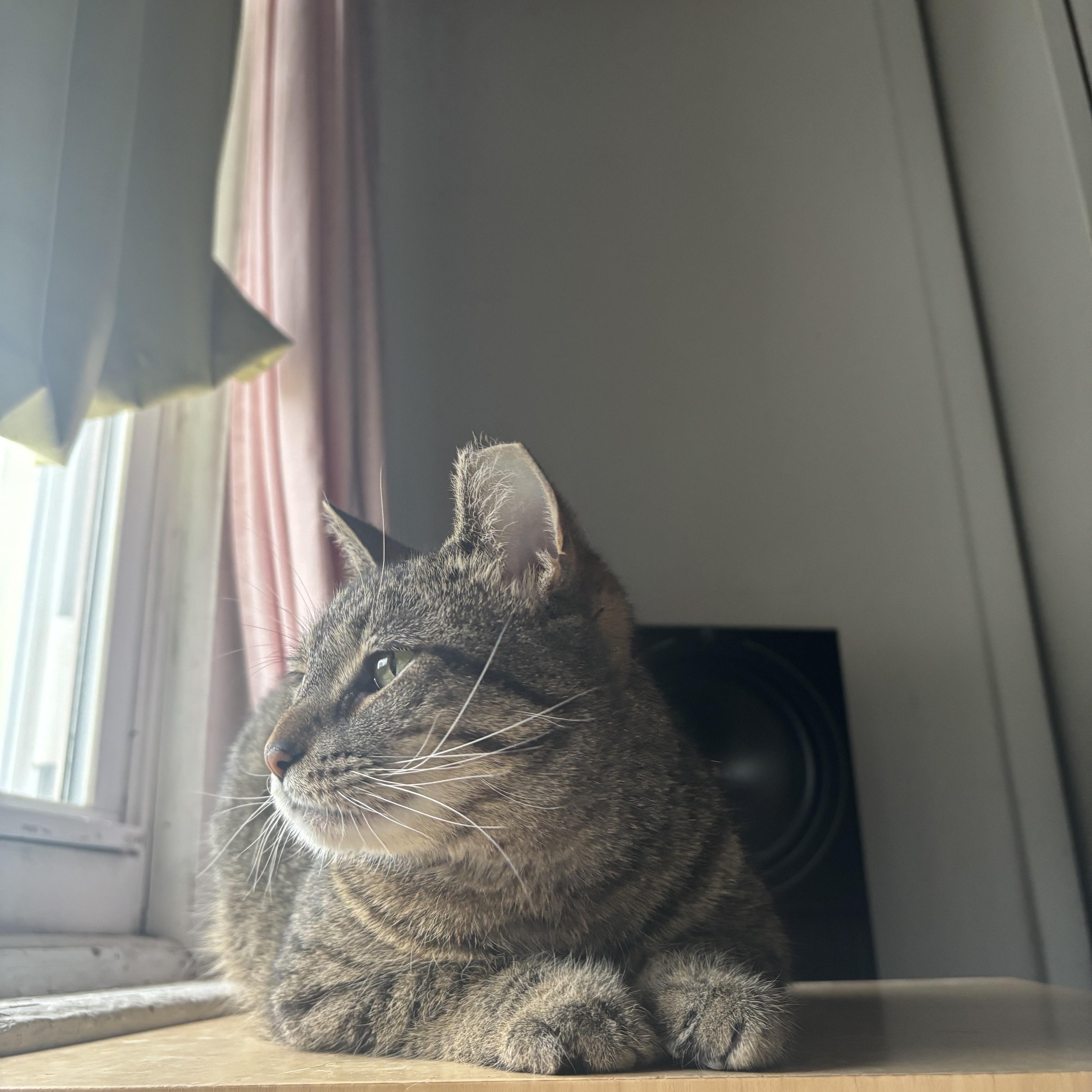 Momma Tabby photo 6