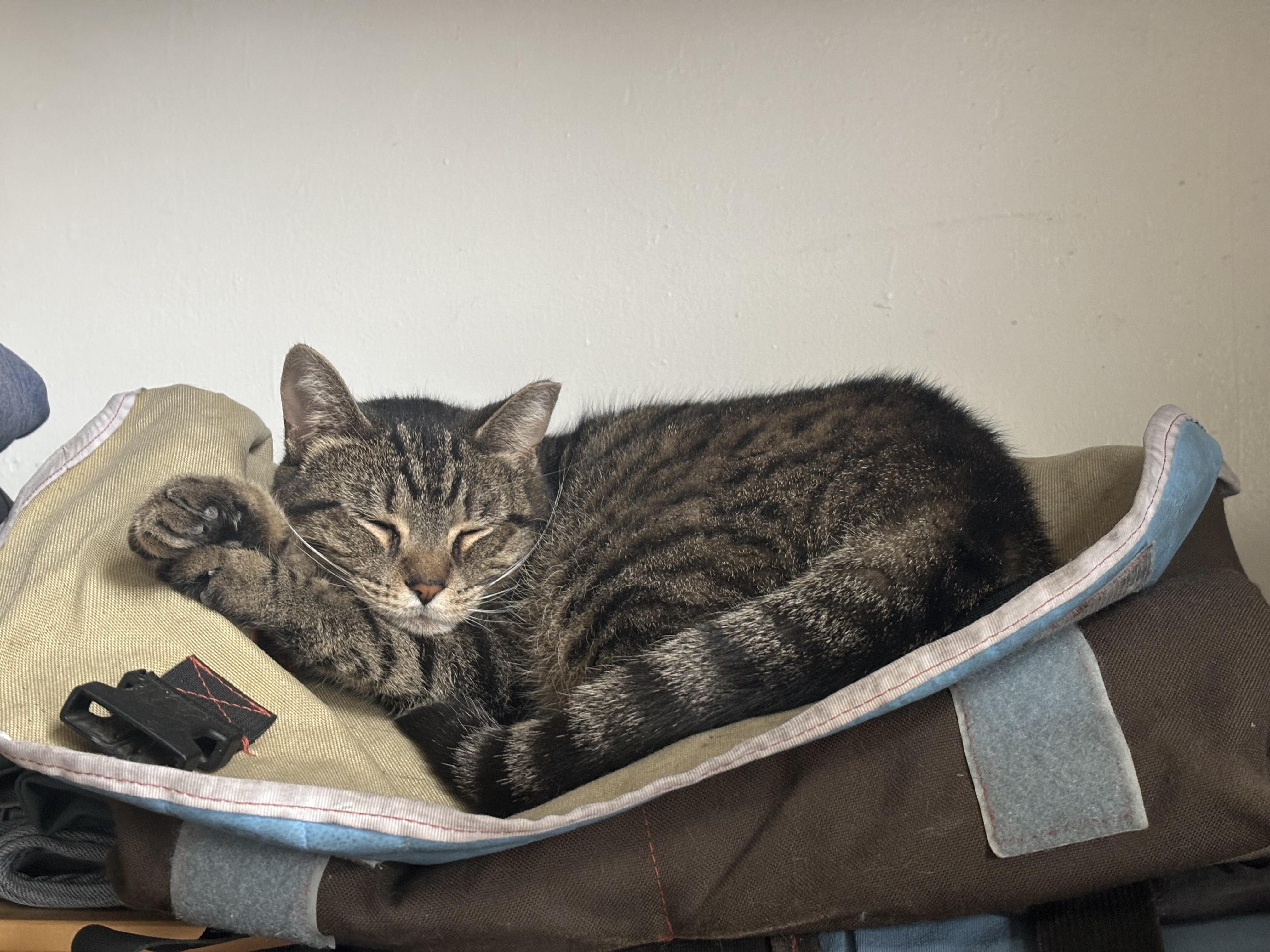 Momma Tabby photo 3