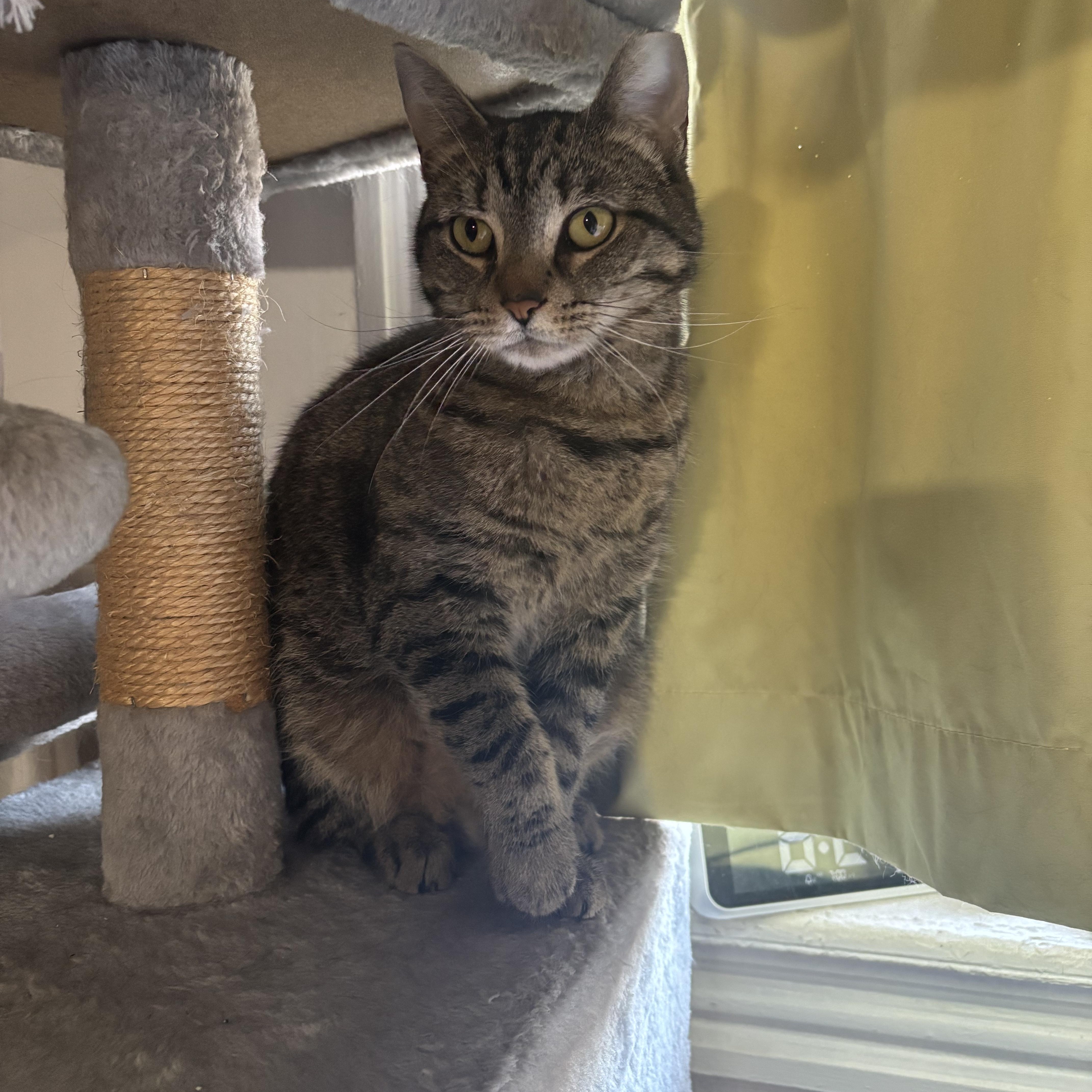 Momma Tabby photo 5