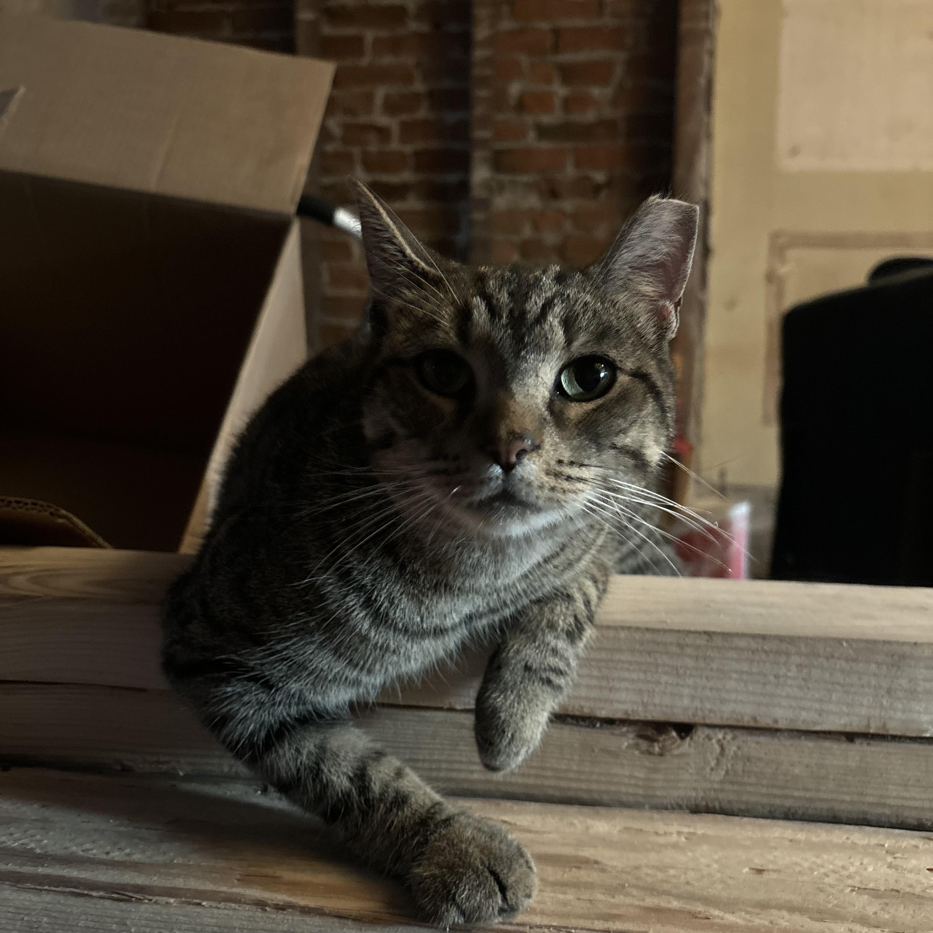 Momma Tabby photo 2