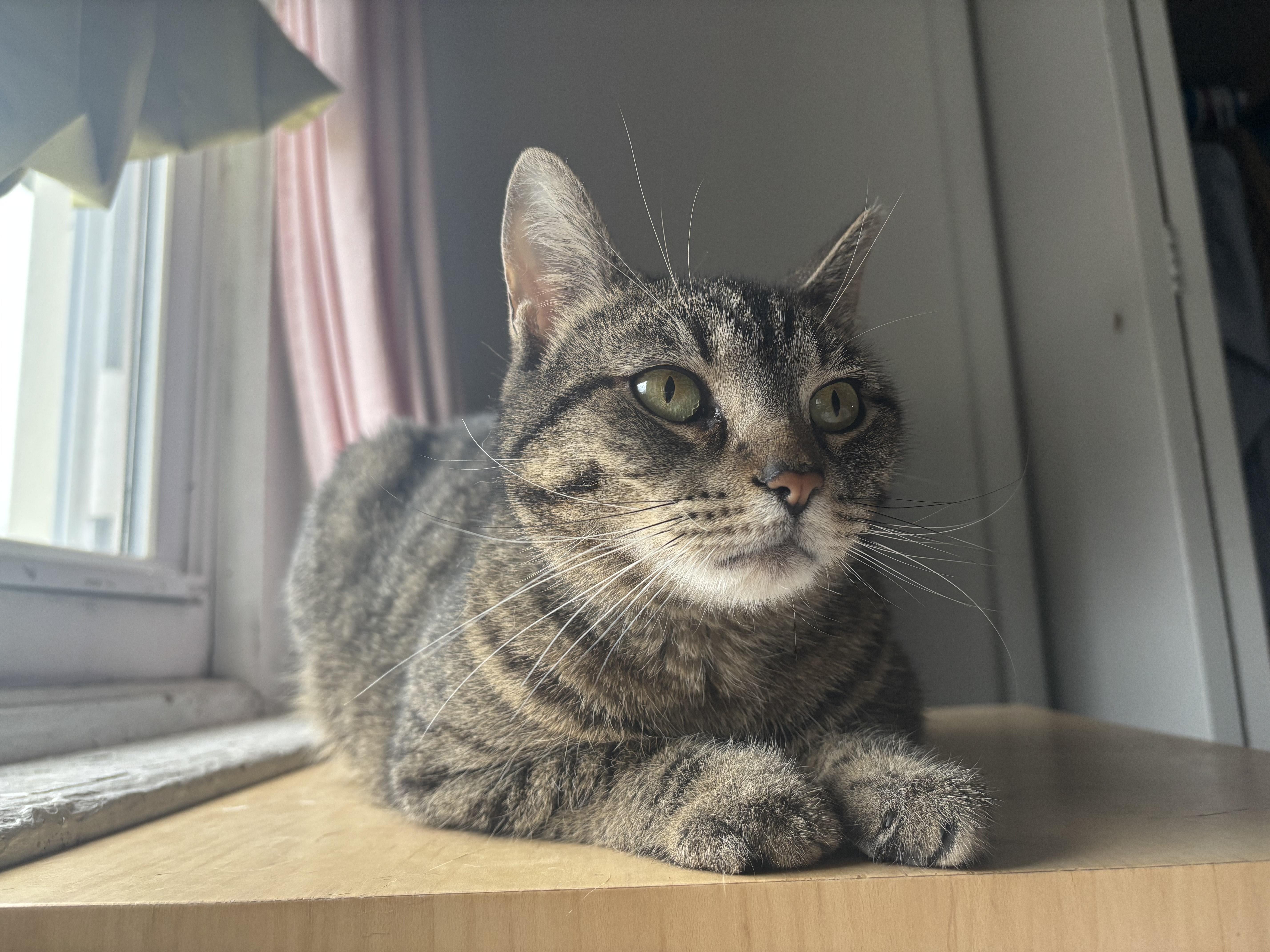 Momma Tabby, Young Female Domestic Short Hair