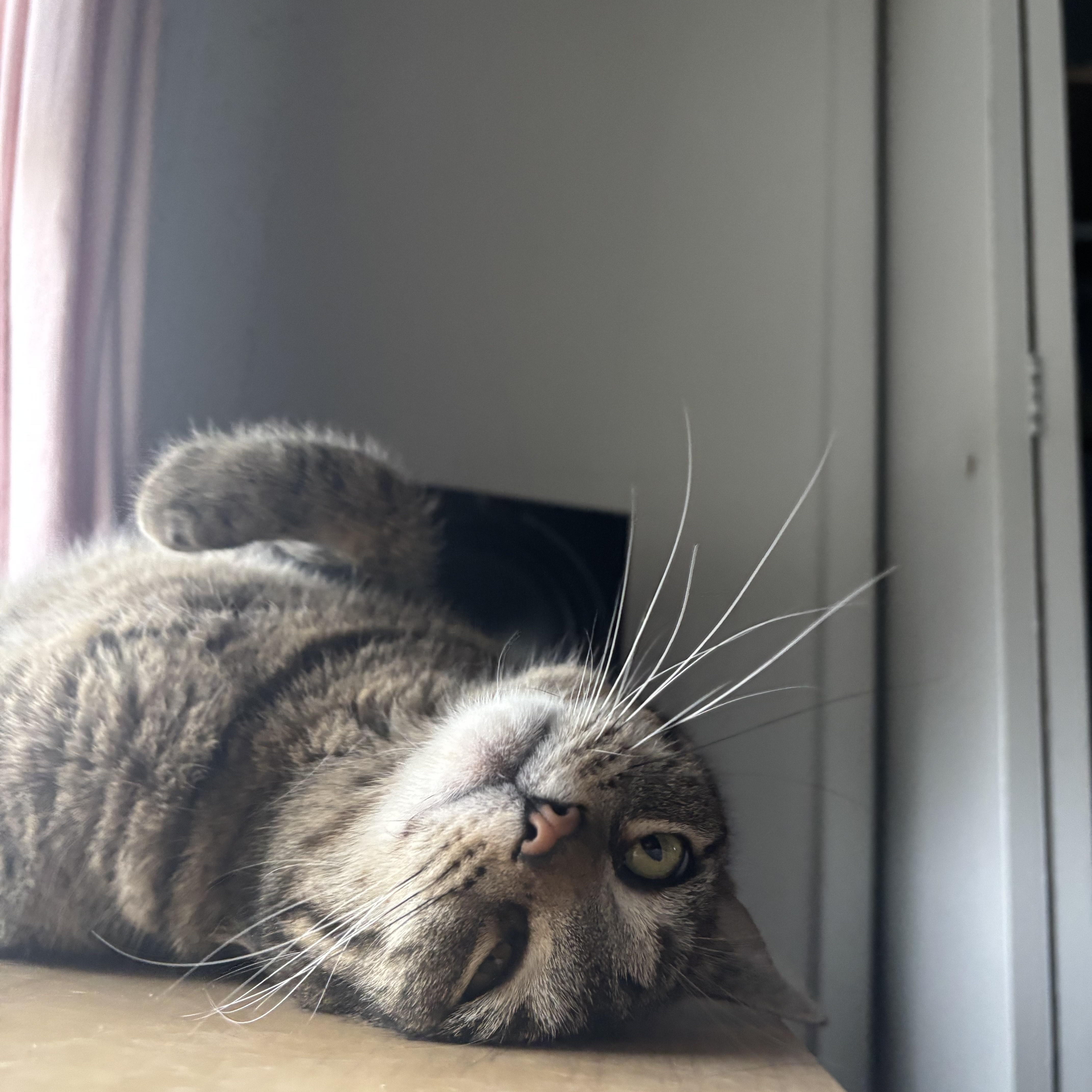 Momma Tabby photo 4