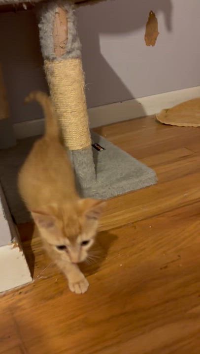 Enlarge Begonia, Dahlia and Tiger Lily, a Adoptable Domestic Short Hair video 1/1