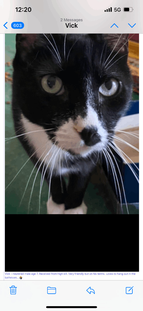 Enlarge Vick- friendly social tuxedo boy , an adopted Tuxedo in West Chester, PA image 1/3